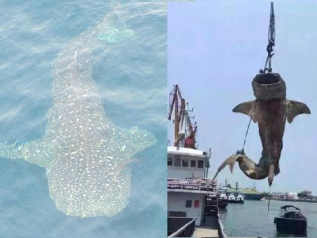 Cá mập voi khổng lồ bị giết hại, ”treo cổ” ở Trung Quốc
