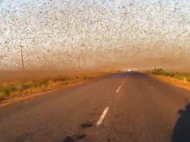 Video: Châu chấu phủ đen bầu trời ở Nga