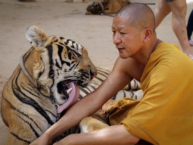 Ảnh: Sư Thái Lan ăn ngủ cùng 137 con hổ dữ