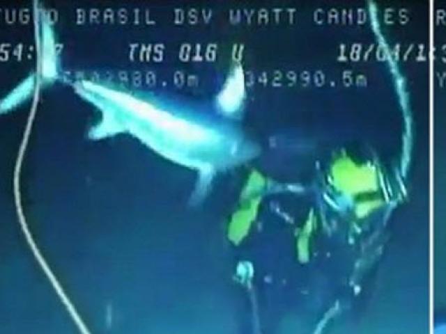 Video: Cá kiếm 2m điên cuồng tấn công thợ lặn dưới biển