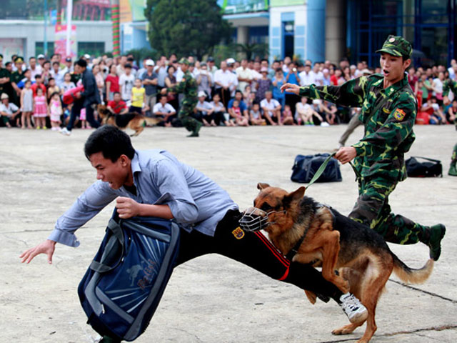 Xem chó nghiệp vụ tìm ma túy, đánh hơi người ở Thủ đô