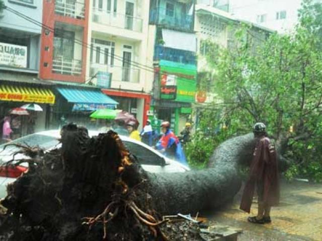 Cây đổ đè chết người ở Sài Gòn: Lỗi tại thời tiết!