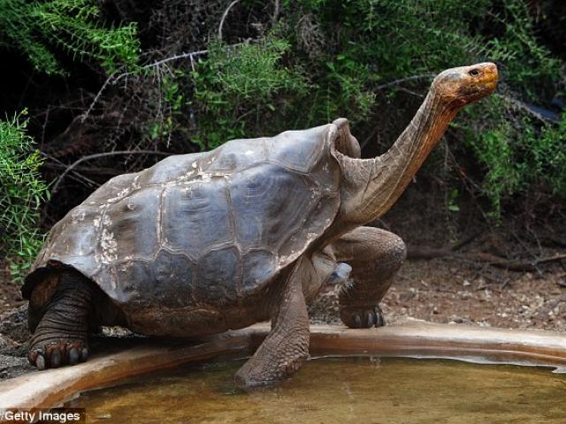 Cụ rùa khổng lồ 100 tuổi đẻ 800 con tràn ngập đảo
