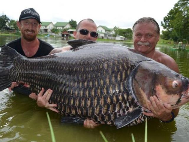 Câu được cá chép khổng lồ nặng nhất thế giới ở Thái Lan