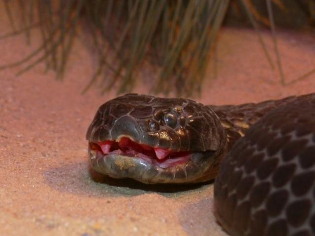 Loài rắn kịch độc đến mức 10 triệu năm không cần tiến hóa