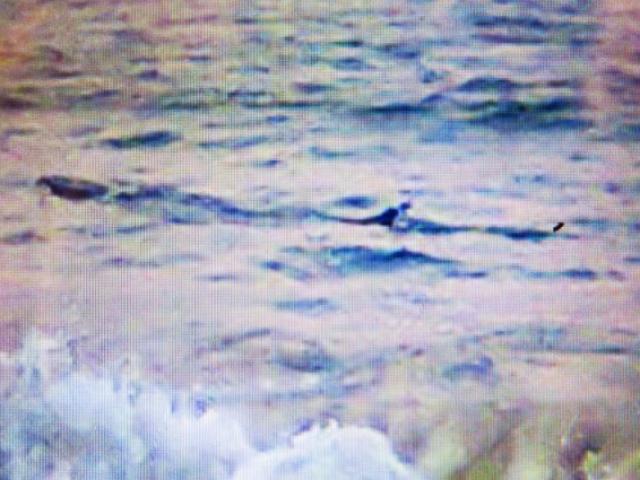 Ngư dân ”nhận dạng” cá lạ khổng lồ bơi dọc biển Tuy Hòa