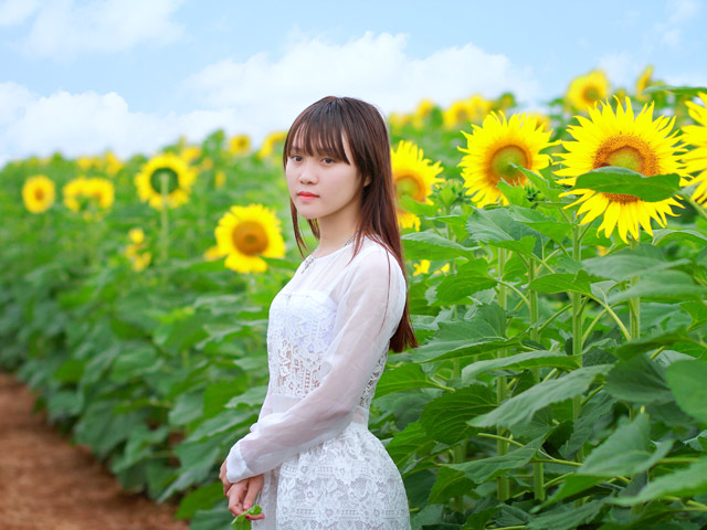 Ngất ngây với cánh đồng ”hoa mặt trời” nở rộ ở Nghệ An