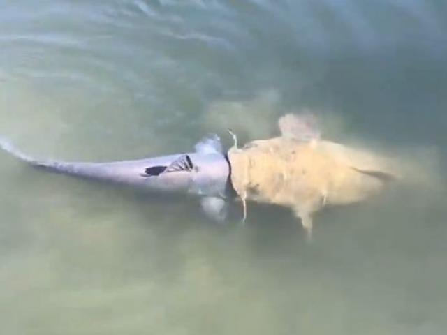 Video: Cá trê ”khủng” tham ăn, gang mồm nuốt đồng loại