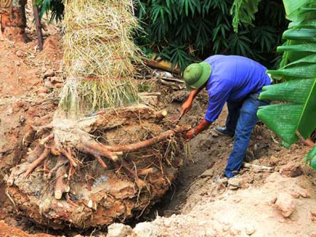 ”Cụ cây” Kim Mã được chăm sóc bằng thảo dược và thuốc quý