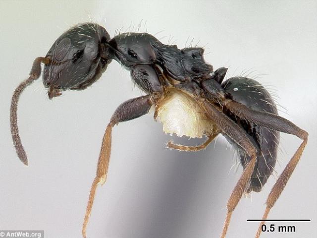 Siêu bầy đàn kiến làm tổ 38 km, có thể xâm chiếm thế giới