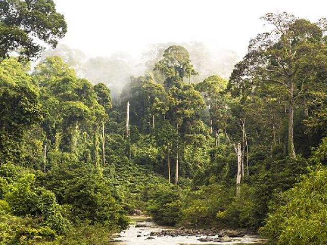 Indonesia: Sống sót trong rừng 2 tuần sau tai nạn máy bay