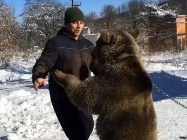 Cưỡi và chơi đùa với gấu khổng lồ như anh em trong nhà