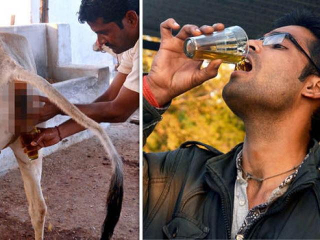 Người đàn ông Ấn Độ uống nước tiểu bò chữa bệnh
