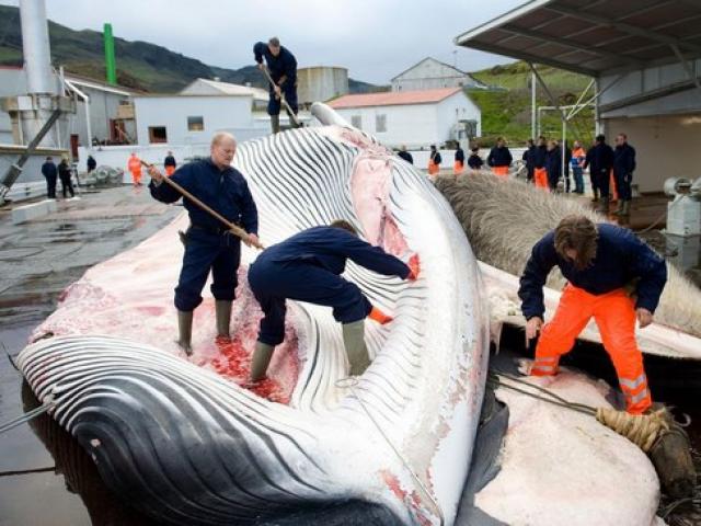 Quốc gia ”ngày đêm” đi săn cá voi nhưng không đem về ăn