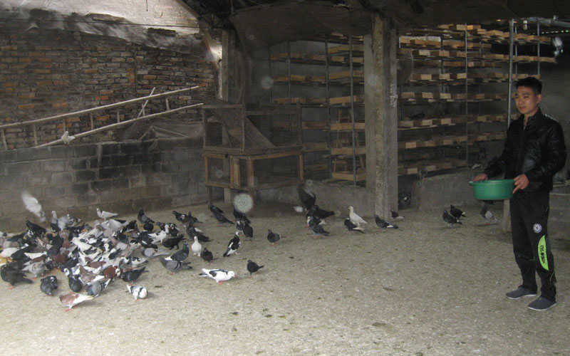 Thu 150 triệu đồng mỗi năm từ nuôi chim bồ câu Pháp  Đài Phát Thanh và  Truyền Hình Thái Bình