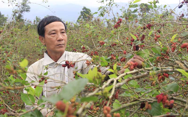 Mô hình trồng dâu ở huyện Cam Lộ đang được nhiều người dân quan tâm, học hỏi.