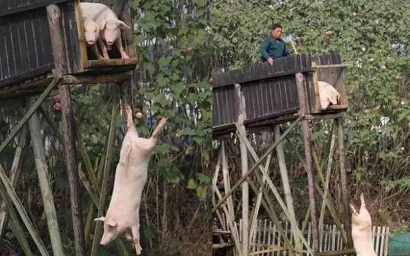 Những cây cầu cao 6 mét để lợn “rèn luyện thể lực”