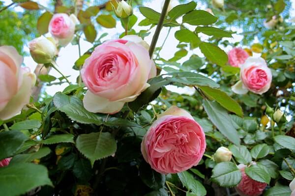 Hoa hồng được coi là nữ hoàng của các loại hoa nhờ có cả sắc lẫn hương.