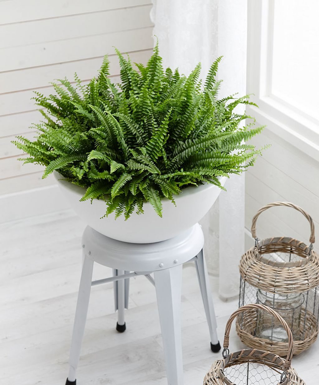 Cây dương xỉ - một loại cây phong thủy trồng trong nhà, giúp thanh lọc khí.