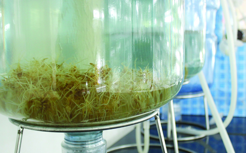 Công nghệ nuôi cấy rễ tóc tế bào loài sâm Ngọc linh nhằm thu nhận sinh khối sản xuất các saponin.