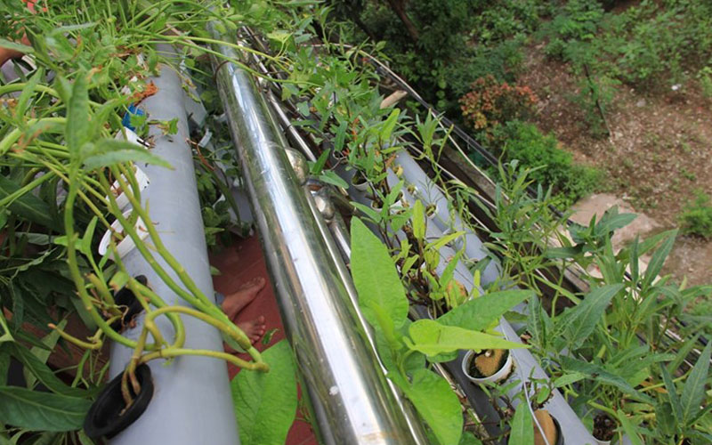 Anh Biết lựa chọn phương pháp trồng rau thuỷ canh tĩnh. Vườn rau của anh được trồng trên những ống nhựa to và đặc biệt là có thể di chuyển bất cứ khi nào. (Ảnh Imageshack)