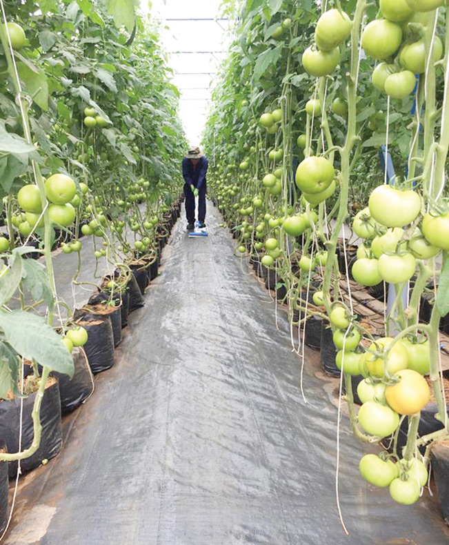Công nhân đang chăm sóc vườn cà chua.