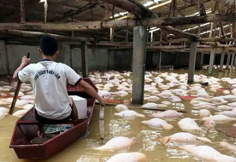 Một trang trại nuôi lợn ở huyện Yên Định, tỉnh Thanh Hóa, bị ngập sâu trong nước lũ.