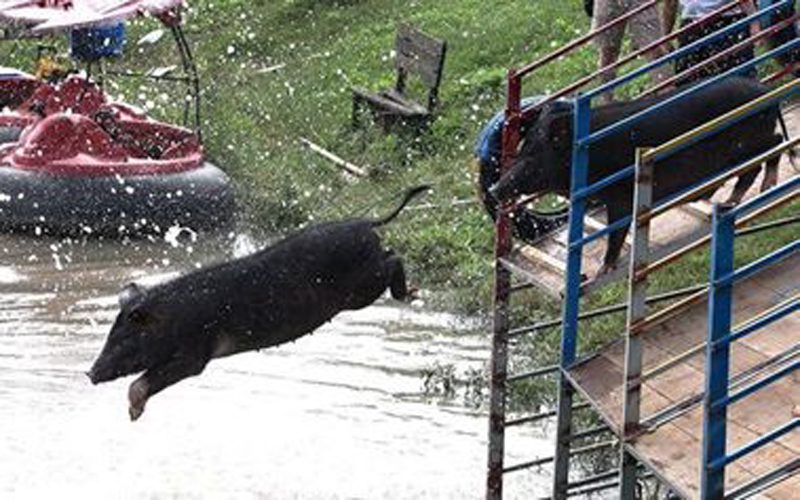  Đây là một hoạt động giải trí mới được tổ chức tại khu sinh thái Thượng Hải (Trung Quốc). Những chú lợn được huấn luyện viên lùa vào đường đua theo đúng hàng lối. Sau khi nghe hiệu lệnh, chúng sẽ lần lượt “nhảy cầu” và bơi sang bờ bên kia. Phần thưởng sau khi lên đến bờ là những lá rau tuyệt ngon đã được chuẩn bị sẵn.