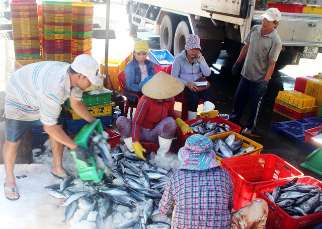 Những ngày này, cảng cá Quy Nhơn (tỉnh Bình Định) nhộn nhịp cảnh mua bán.
