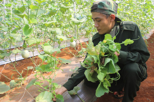 Chàng trai trẻ đã xây dựng mô hình dưa lưới công nghệ cao và bước đầu đem lại hiệu quả.