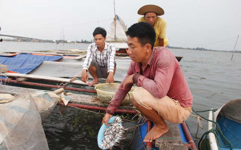 Mô hình nuôi cá lồng ở Cửa Việt (Gio Linh) cho thu nhập trên 150 triệu đồng/năm được người dân nhân rộng thời gian gần đây.