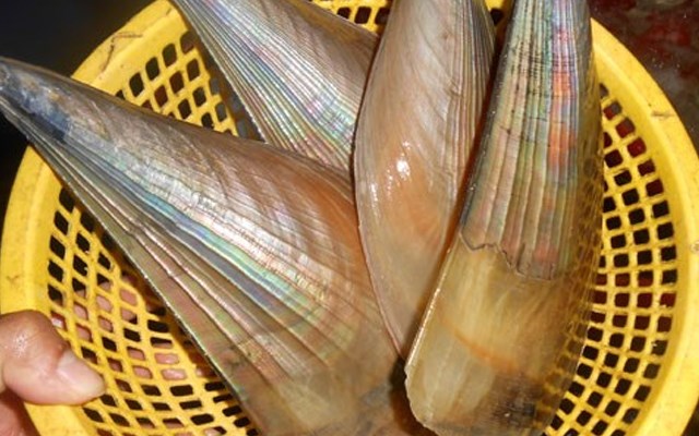Sò biên mai là loại sò biển hình tam giác với kích thước to bằng mu bàn tay. Vỏ sò có màu nâu thẫm. Một số nơi còn gọi sò biên mai là con bắp chuối. (Nguồn Cooky)