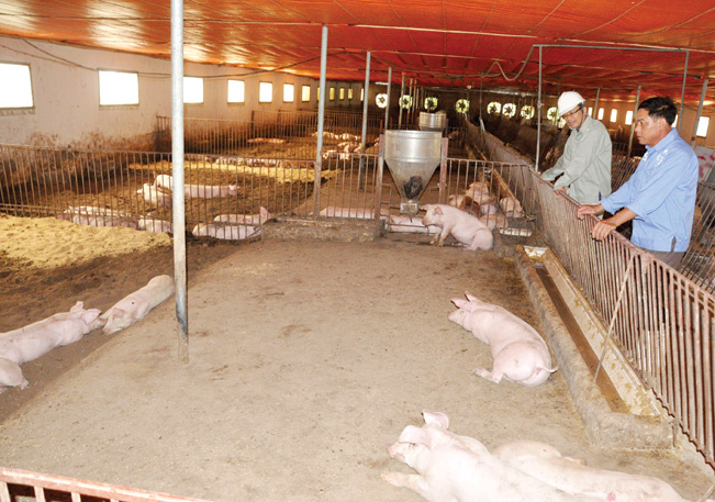 Được chăn nuôi theo phương pháp khoa học tiên tiến, đàn lợn của Trường Thành phát triển rất tốt. Hiện nay, HTX có gần 200 lợn nái và 2.000 lợn thịt.