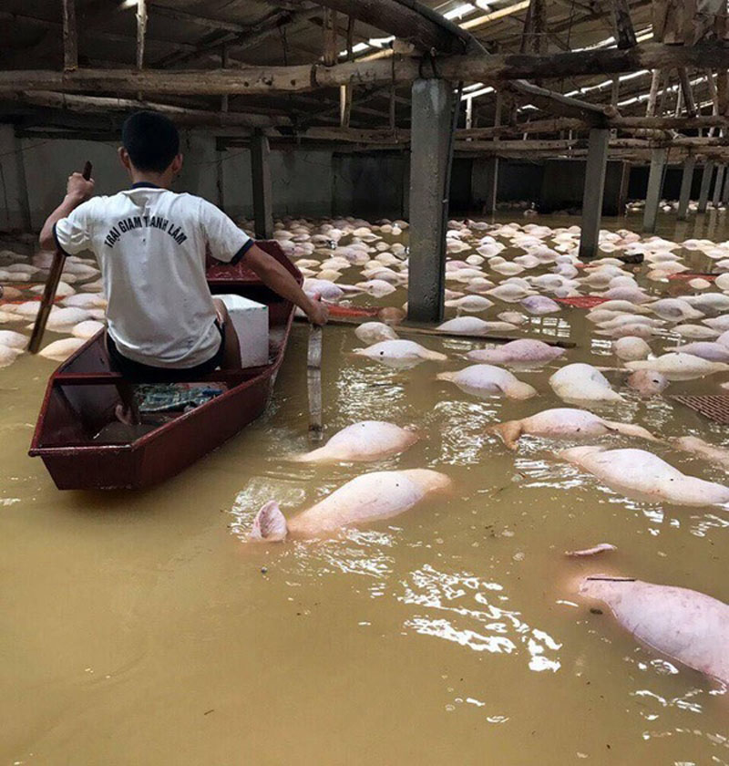 Ngày 12.10, sau 1 ngày trang trại ngập sâu, hàng ngàn con lợn chết nổi trắng chuồng. Ảnh Ngọc Cương 