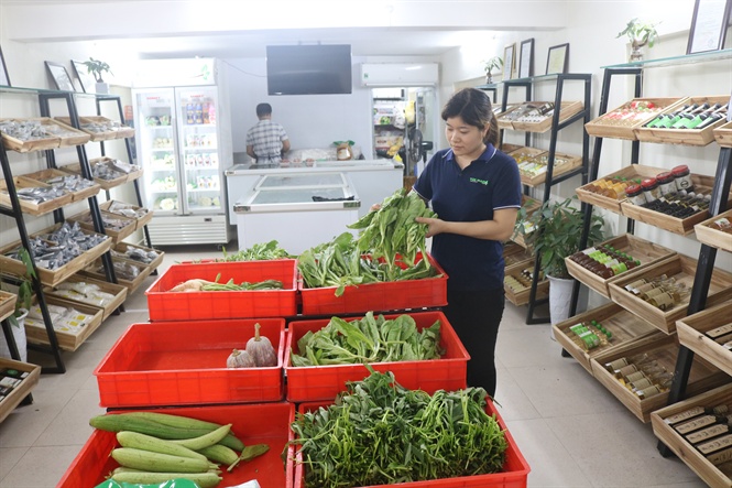 Rau an toàn được bày bán tại cửa hàng Túc Mạch.