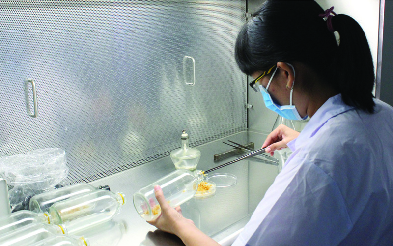 Nghiên cứu nhân nhanh sinh khối phục vụ cho việc thu thập các hợp chất có hoạt tính sinh học từ cây dược liệu. 