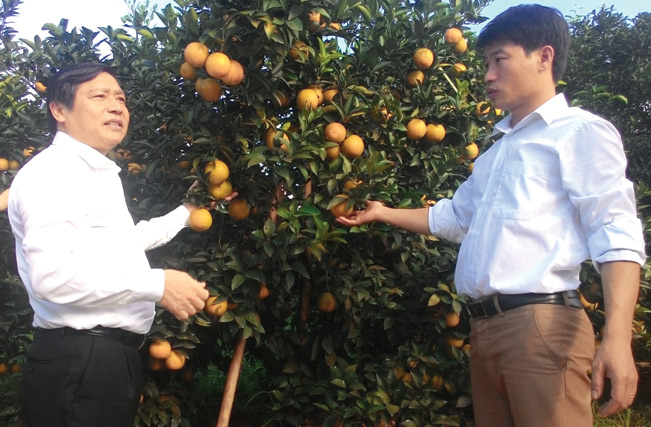 Ủy viên Trung ương Đảng, Chủ tịch Ban Chấp hành Trung ương Hội nông dân Việt Nam Lại Xuân Môn thăm mô hình trang trại trồng cam tại huyện Cao Phong (Hòa Bình).