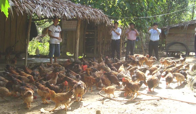 Mô hình chăn nuôi gà ri lai ở hộ dân tại Quế Phong.