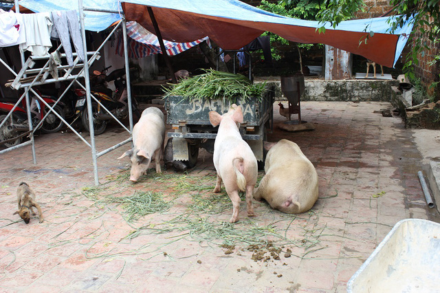 Lợn ở trong nhà, trong sân những ngày nước lũ chưa rút.