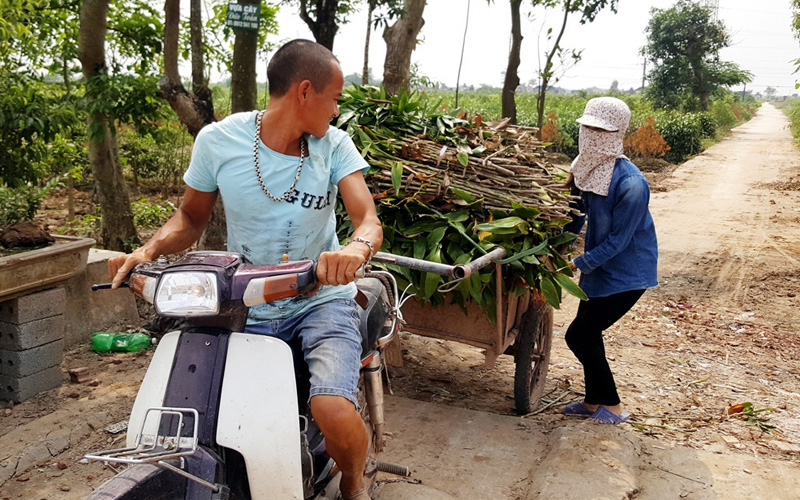 Cây phát lộc sau 1-2 năm trồng sẽ cho thu hoạch. Cây còn được gọi là phất dụ, cây may mắn phát lộc, hay trúc may mắn. Do dễ chăm sóc, có thể sinh tồn và phát triển tốt trong môi trường khắc nghiệt nên người dân thích mua về làm cảnh.