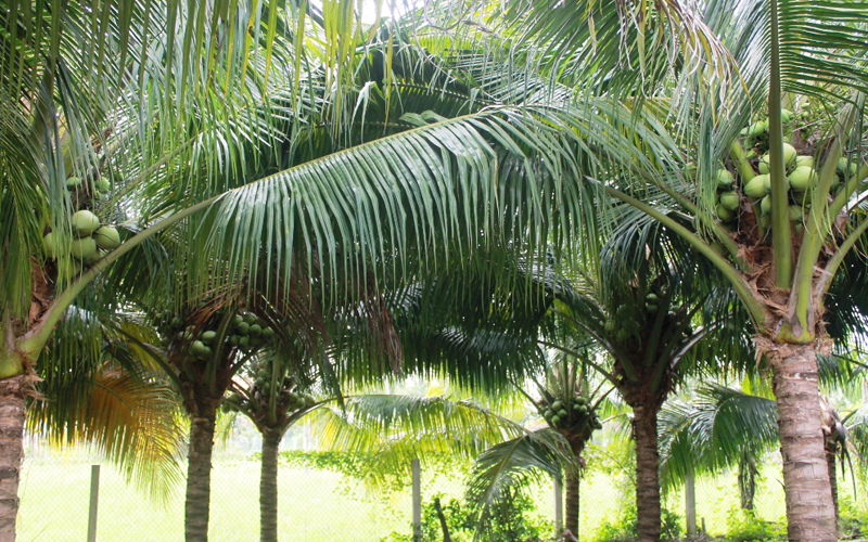 Mô hình trồng dừa xiêm xanh  YouTube