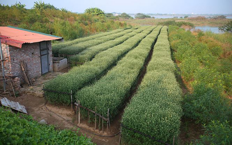  Nhiều khu vực trồng hoa để cho thuê chụp ảnh lác đác hoa nở. Những bông hoa nhỏ bé, trắng muốt, mộc mạc, tinh khôi lại có nét quyến rũ rất riêng của mùa đông Hà Nội đang gần kề.