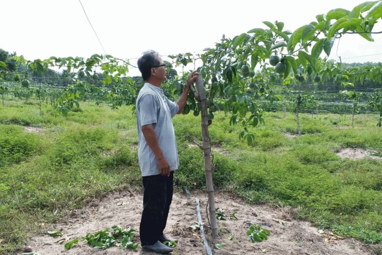 Chanh dây ghép trên gốc lồng đèn đã lên giàn và đang cho quả. Ảnh: N.S