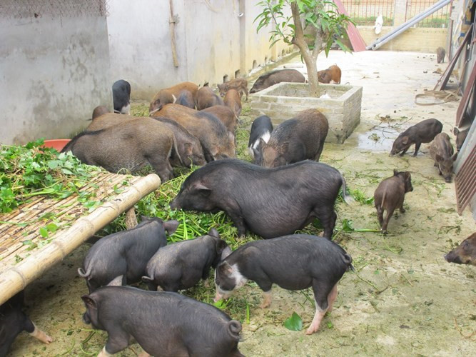 Một con lợn mán có trọng lượng trung bình chỉ từ 10kg - 15kg. Con lợn càng nhỏ thì thịt càng thơm ngon. (Ảnh Nongsanhoabinh)