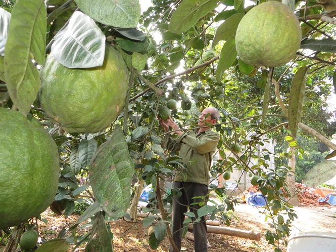 Gia đình anh Đăng vừa có cây vừa có con