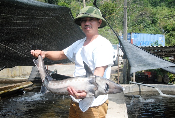 Sản phẩm cá tầm thương phẩm được nuôi tại Bát Xát – Lào Cai.