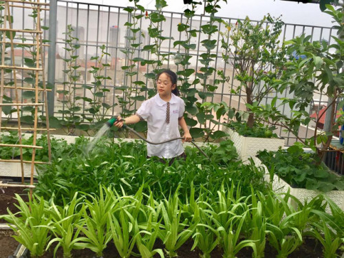 Khu vườn không chỉ cung cấp thoải mái rau ăn cho gia đình mà còn là nơi thư giãn và giúp cô con gái anh Tuấn trải nghiệm việc chăm sóc cây sau mỗi giờ tan học.