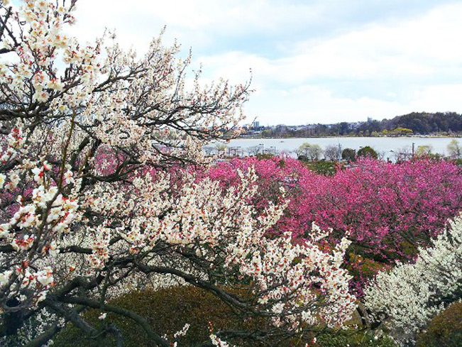 Kawazu Sakura, giữa tháng 2 - giữa tháng 3 (ảnh: VJSC)