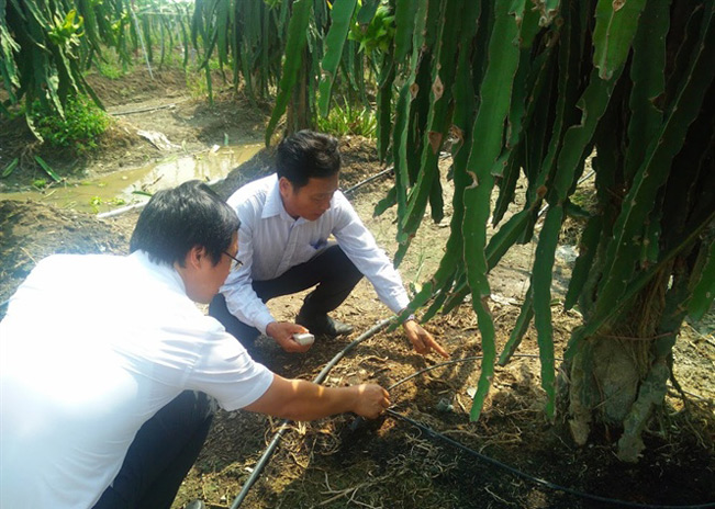 Vườn thanh long của gia đình ông Minh lắp đặt hệ thống tưới tiết kiệm.