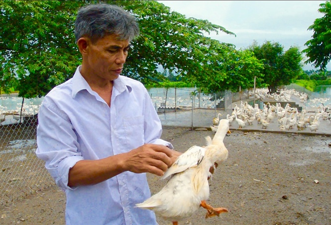 Flock of Ducks  Heifer International